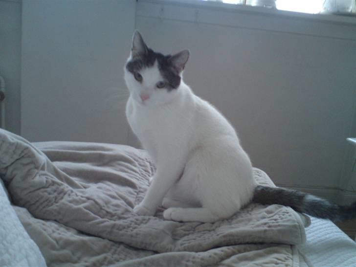 Huskat Bambi billede 12