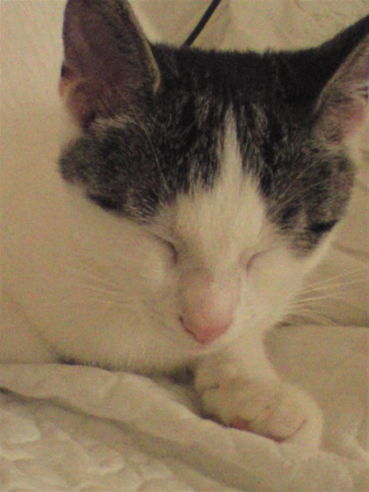 Huskat Bambi billede 13