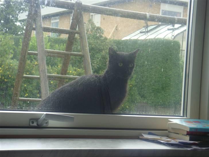 Blanding af racer » Cirkeline - Prinsesse! - hehe skat <3 billede 18