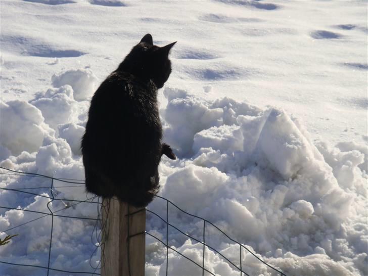 Blanding af racer » Cirkeline - Prinsesse! - Jeg elsker Dig!<3 billede 19