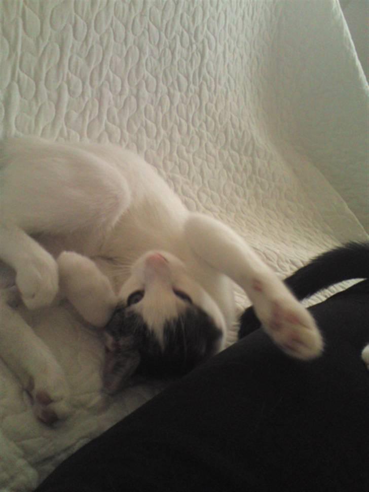 Huskat Bambi billede 14