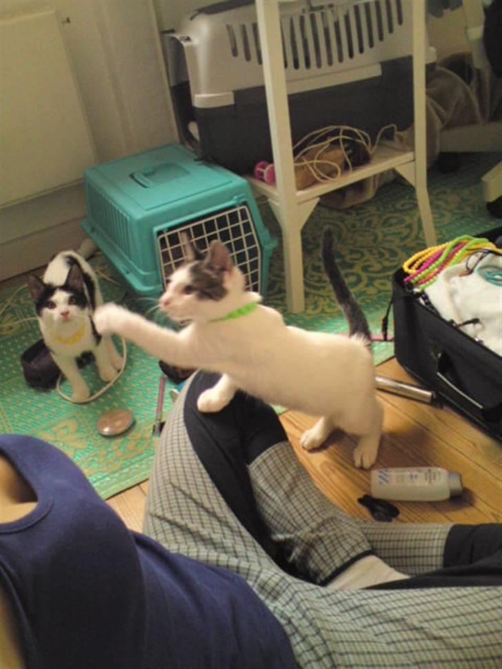 Huskat Bambi billede 15