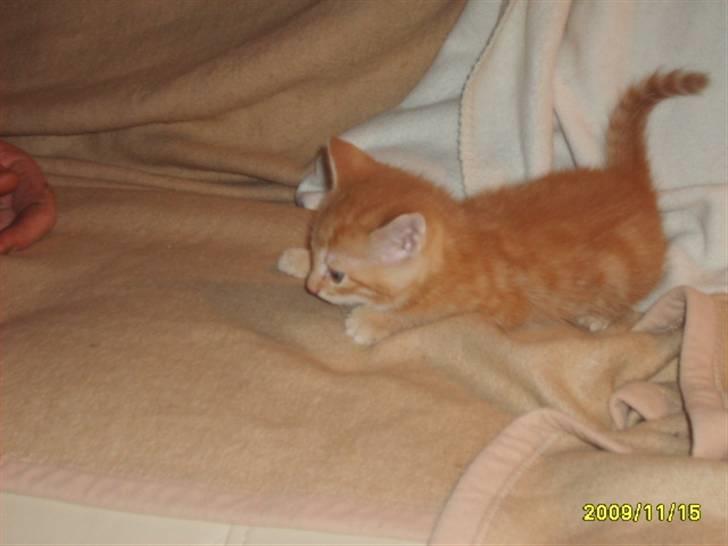 Huskat Junior Solgt billede 11