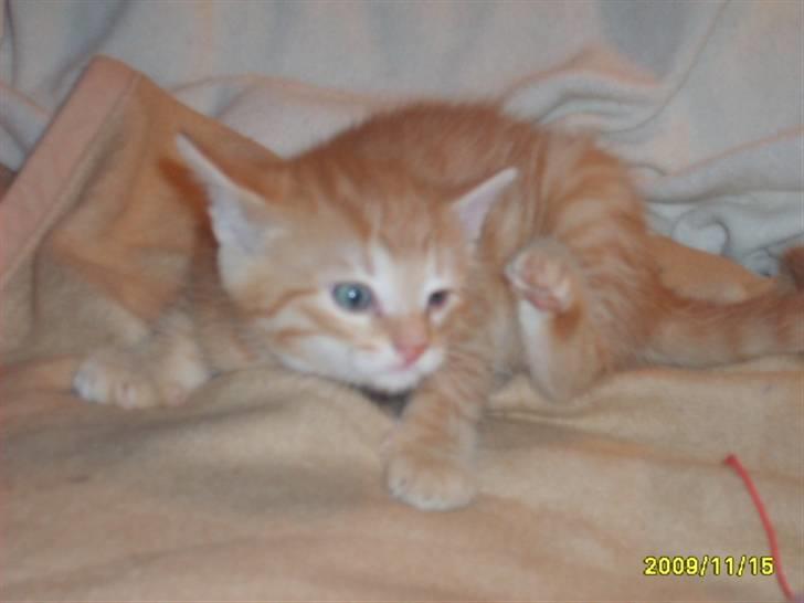 Huskat Junior Solgt billede 12