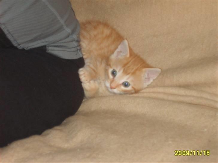 Huskat Junior Solgt billede 13