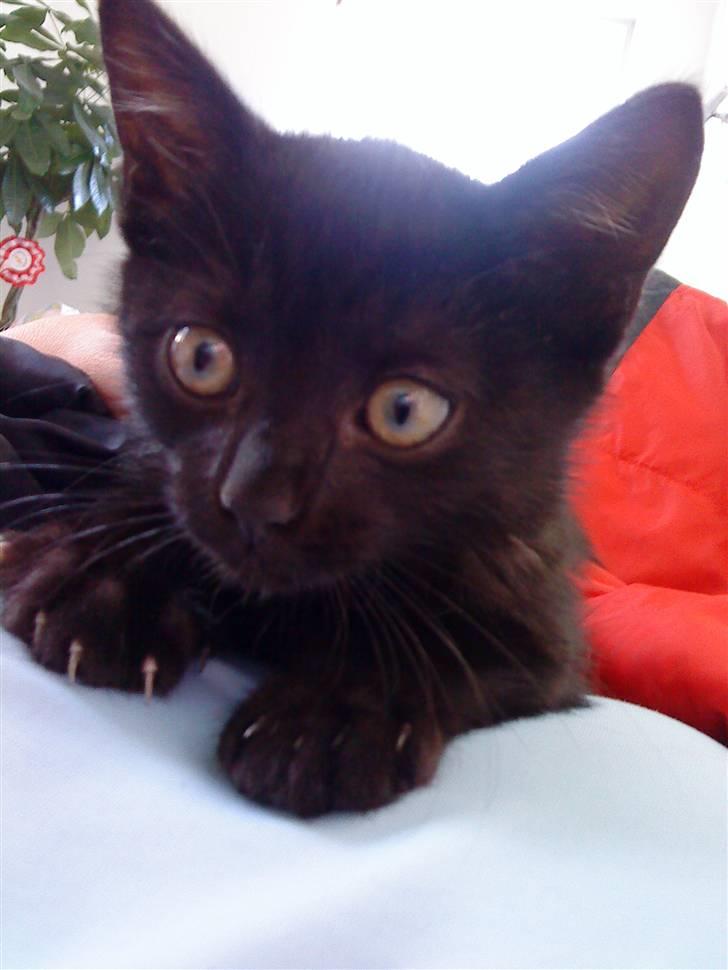 Blanding af racer » Milly - Solgt, Rip. - Velkommen til Milly´s Profil (: billede 1