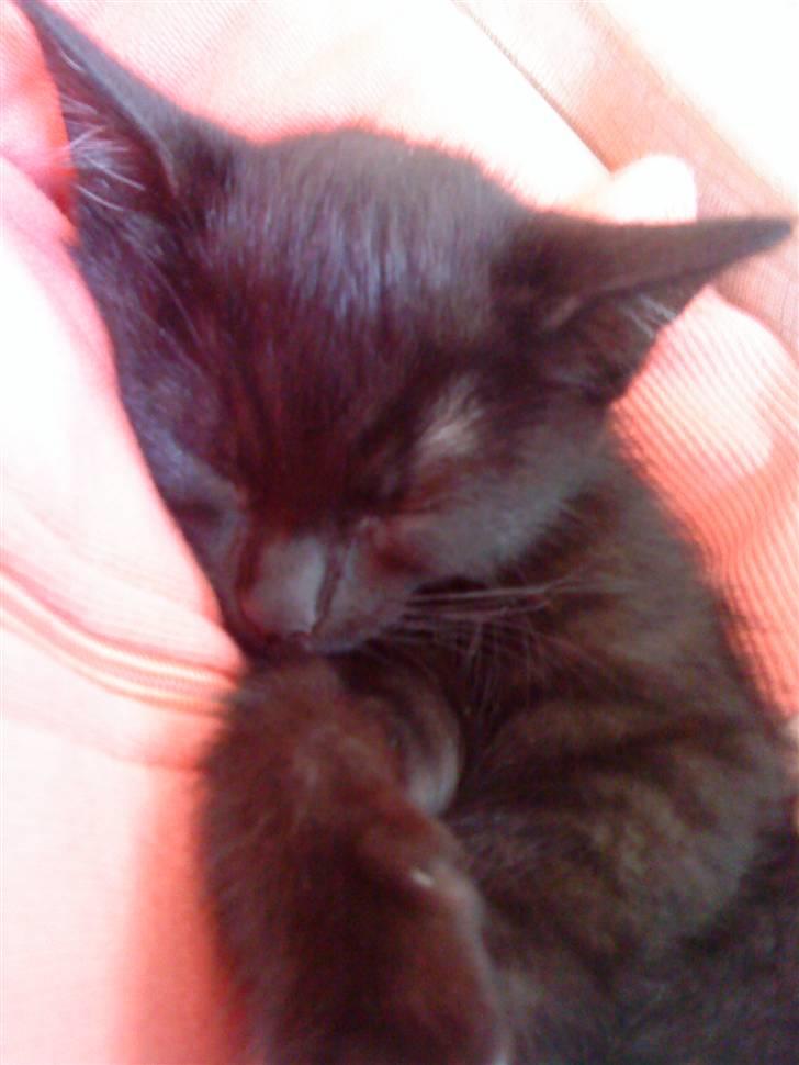 Blanding af racer » Milly - Solgt, Rip. - Hun falder altid i søvn hvis man holder hende i sine arme ii; <3 billede 2