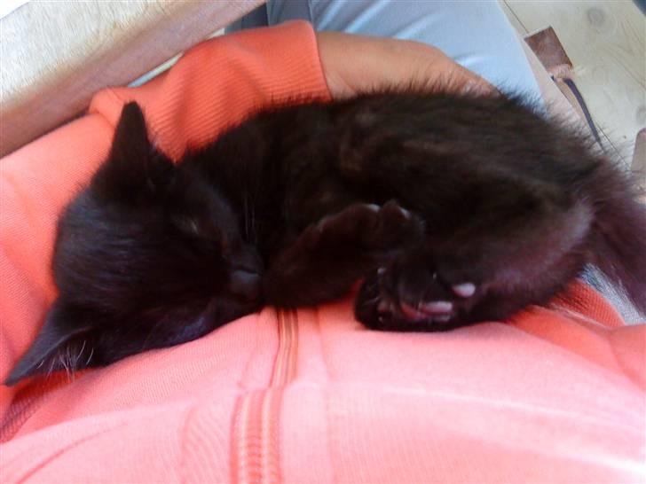 Blanding af racer » Milly - Solgt, Rip. - Hun falder altid i søvn hvis man holder hende i sine arme ii; <3 billede 3