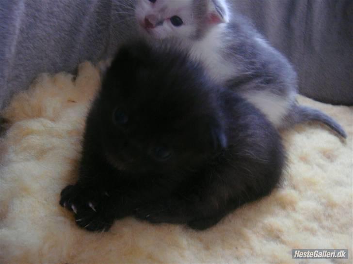 Blanding af racer » Milly - Solgt, Rip. - Som killing :D <3 billede 4