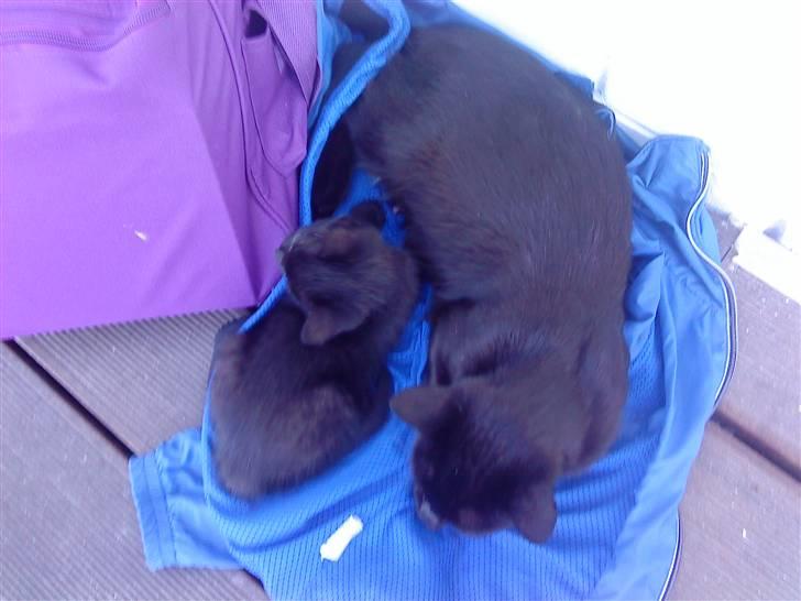 Blanding af racer » Milly - Solgt, Rip. - Milly & hendes mor Cirkeline :D billede 5