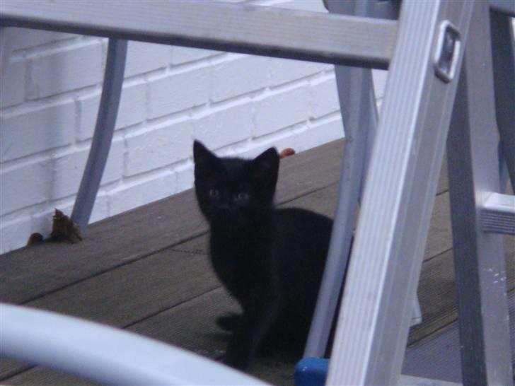 Blanding af racer » Milly - Solgt, Rip. - Milly <3 billede 6