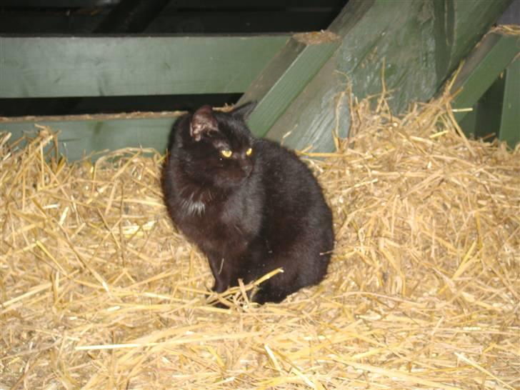 Blanding af racer » Milly - Solgt, Rip. - Milly, sådan som hun ser ud nu, i stalden <3 billede 7