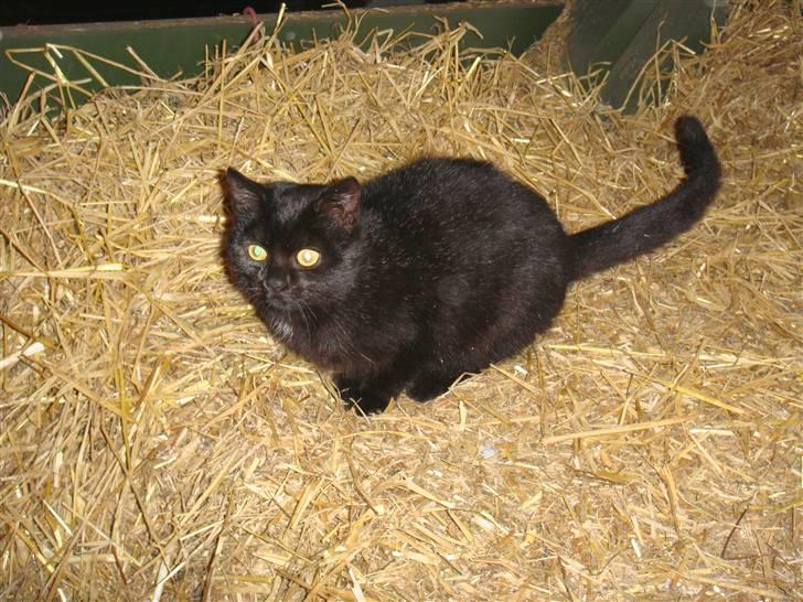 Blanding af racer » Milly - Solgt, Rip. - Milly, sådan som hun ser ud nu, i stalden <3 billede 8