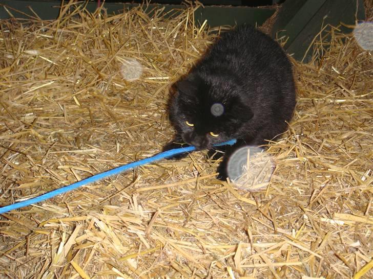 Blanding af racer » Milly - Solgt, Rip. - Legesyg? :D <3 billede 9