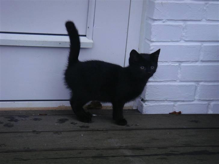 Blanding af racer » Milly - Solgt, Rip. - Nuuhr ;* billede 10