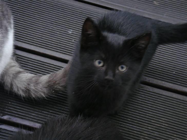 Blanding af racer » Milly - Solgt, Rip. - Hovedbilled ;* billede 11