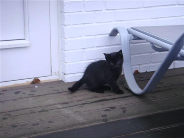 Blanding af racer » Milly - Solgt, Rip. - Milly <3 ;* billede 12