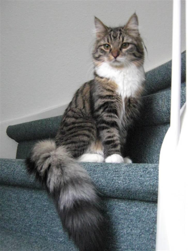 Blanding af racer Handske - store handske billede 12