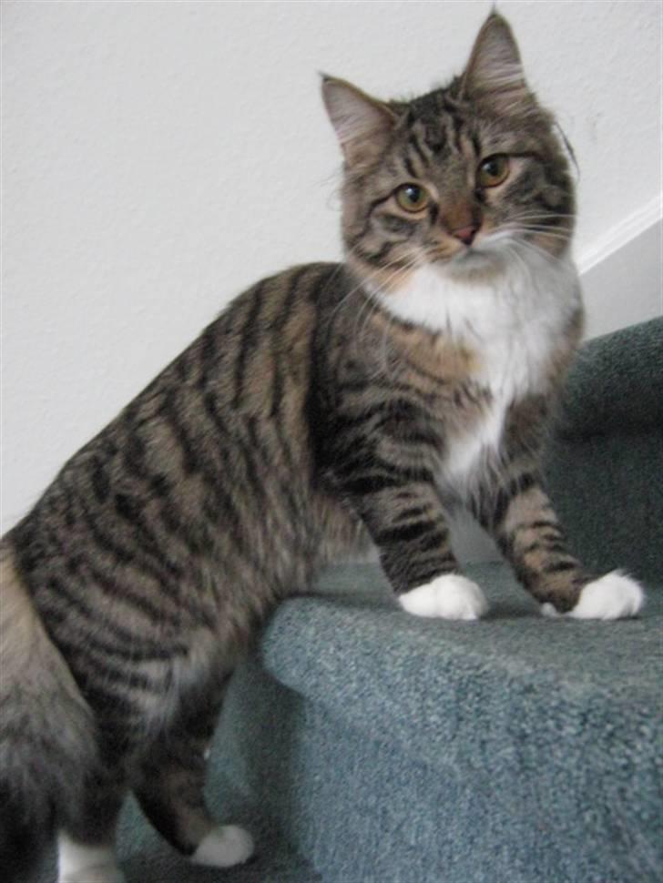 Blanding af racer Handske - nyt billede 13