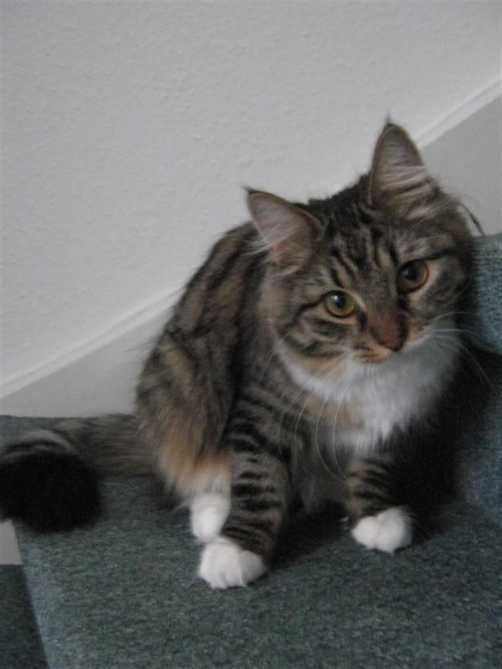 Blanding af racer Handske - nyt billede 14