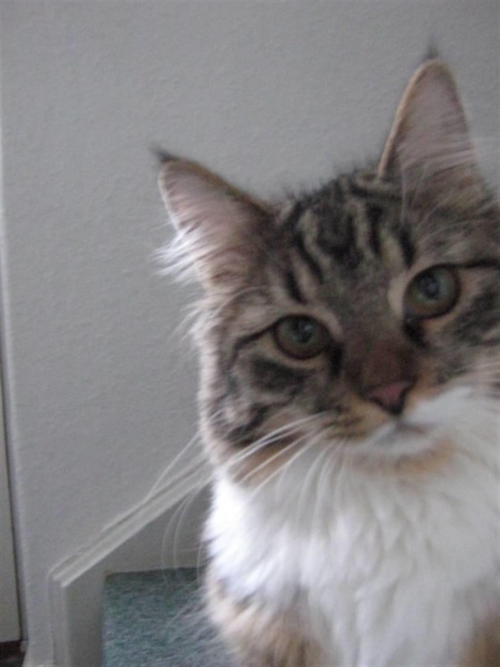 Blanding af racer Handske - nyt billede 15