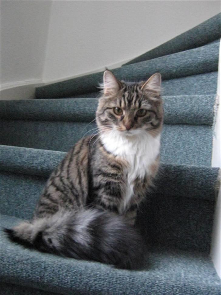 Blanding af racer Handske - nyt billede 16