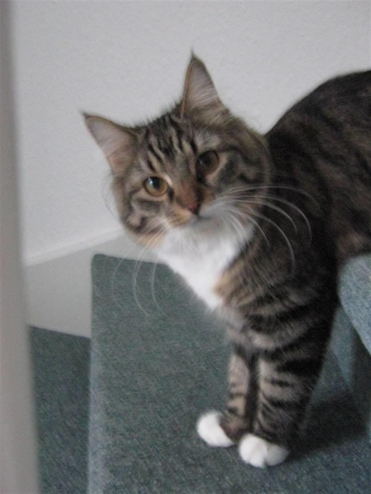 Blanding af racer Handske - nyt billede 17