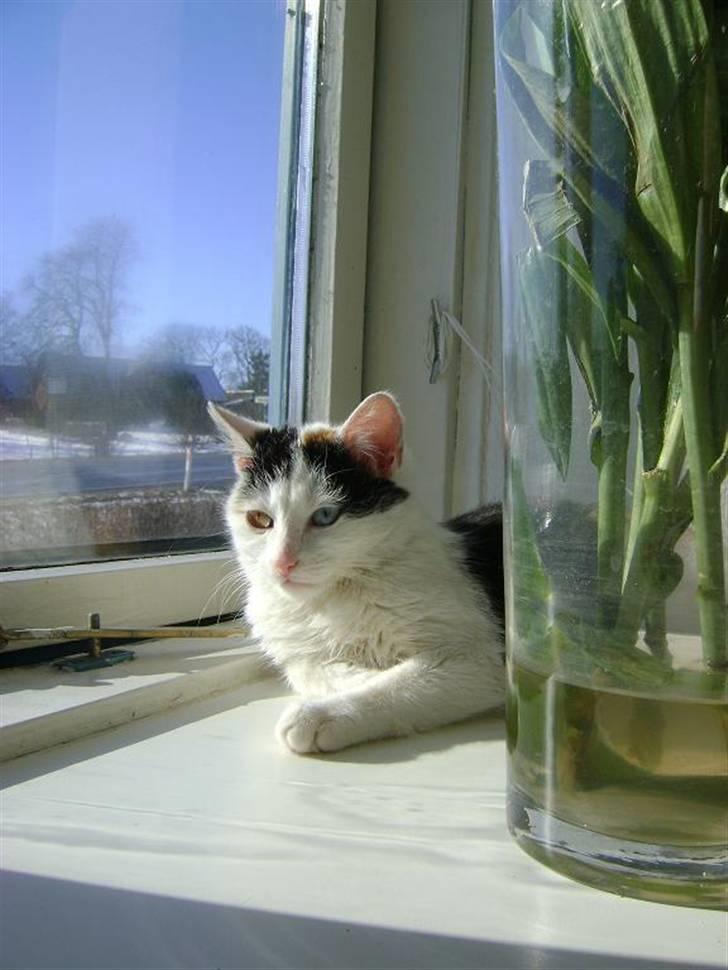 Blanding af racer Marly billede 7