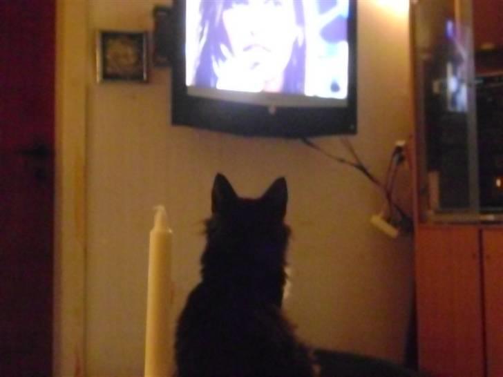Norsk Skovkat Dansbjergs Felix - kommer der aldrig "Vild Med Løver"...Miau billede 19