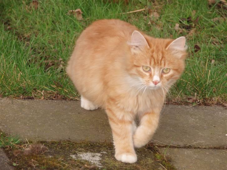 Blanding af racer Garfield. Solgt - Velkommen til Garfields profil billede 1