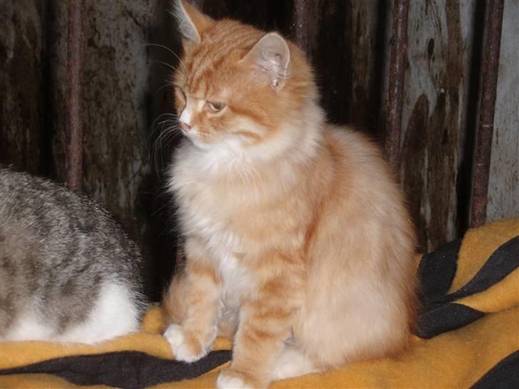 Blanding af racer Garfield. Solgt - Garfield mens han endnu var staldkat billede 2