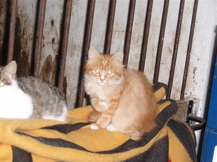 Blanding af racer Garfield. Solgt - Garfield med Trunte billede 3