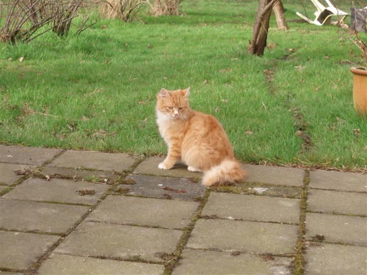 Blanding af racer Garfield. Solgt billede 4