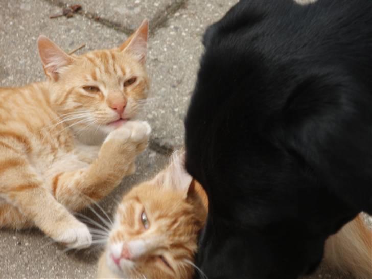 Blanding af racer Garfield. Solgt - Garfield bliver nusset af Skadi mens Tarzan ordner poter billede 5