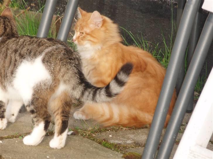 Blanding af racer Garfield. Solgt billede 6