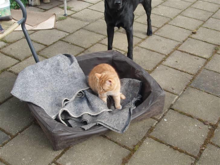 Huskat Tarzan. Solgt - Tarzan har snuppet Skadis kurv billede 3