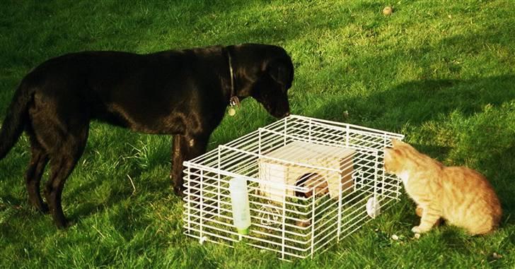 Huskat Tarzan. Solgt - Mon Piv har tænkt sig at komme ud af sit hus billede 6