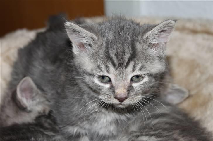 Blanding af racer Rumle billede 1