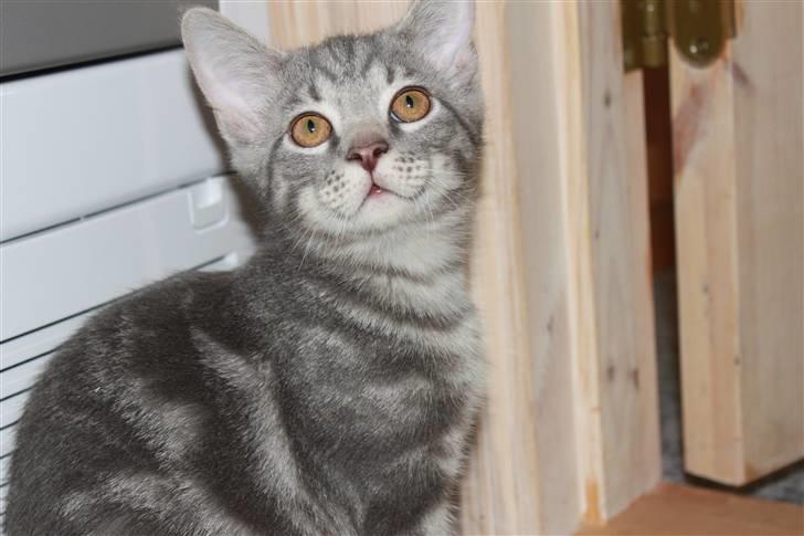 Blanding af racer Rumle billede 2