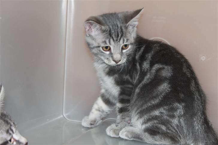 Blanding af racer Rumle billede 3