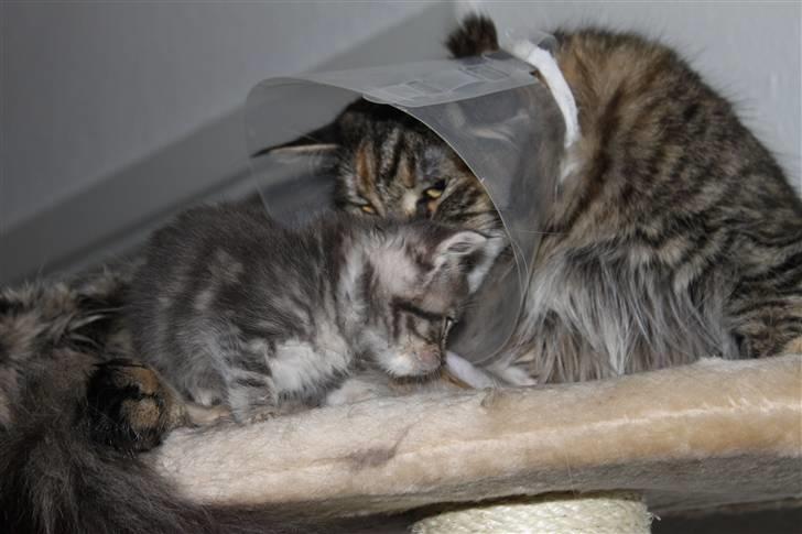 Blanding af racer Rumle billede 4