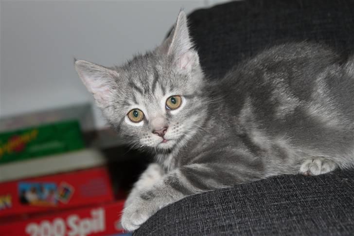 Blanding af racer Rumle billede 5