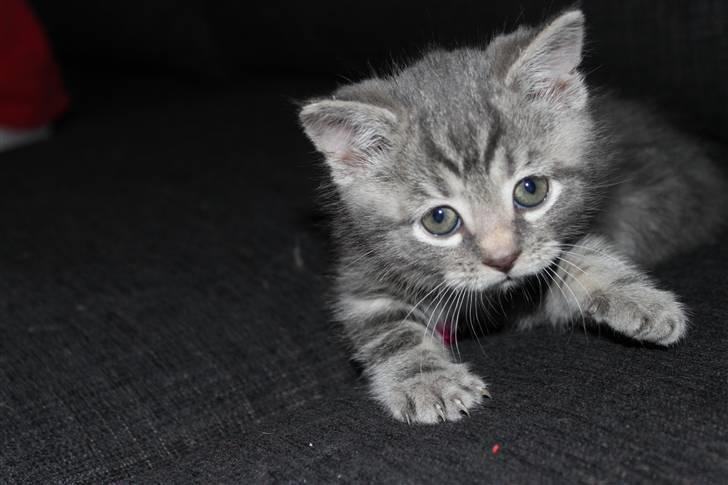 Blanding af racer Rumle billede 6