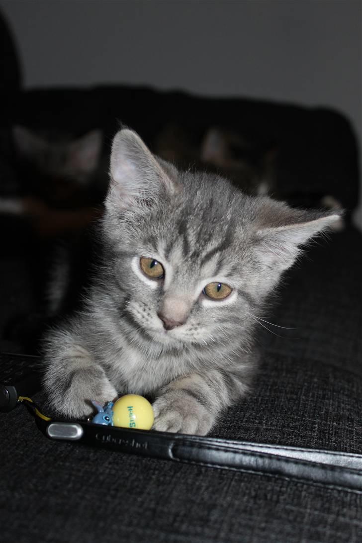 Blanding af racer Rumle billede 7