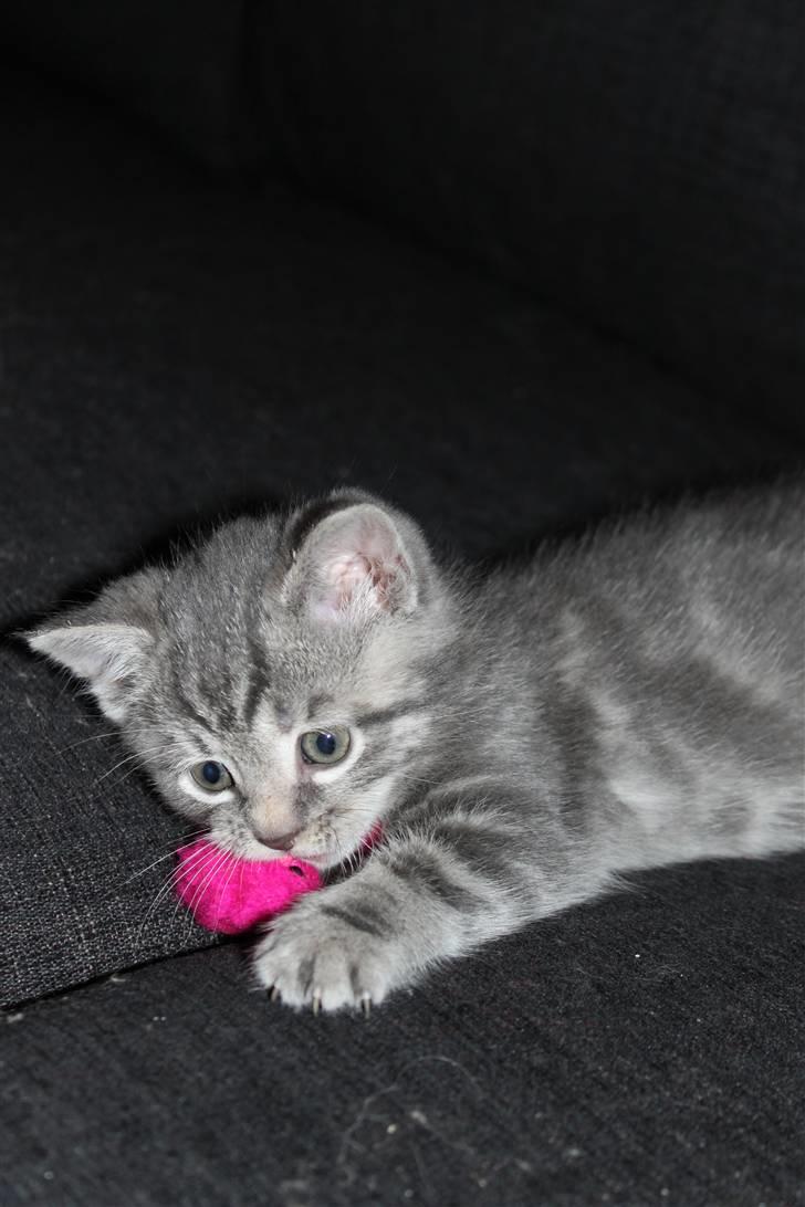 Blanding af racer Rumle billede 8