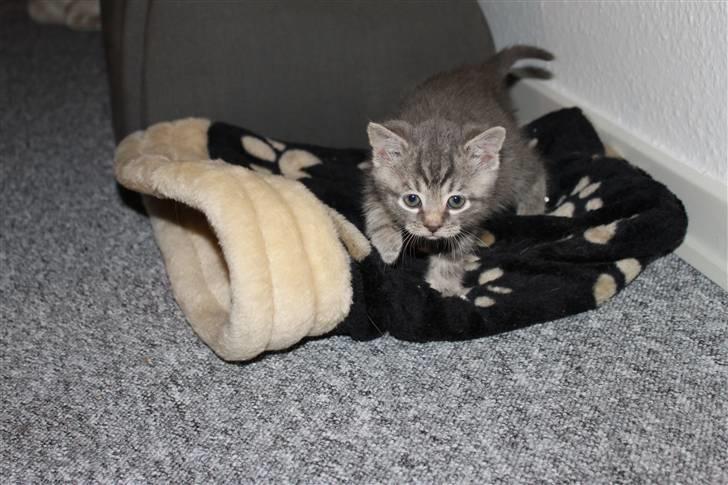 Blanding af racer Rumle billede 9