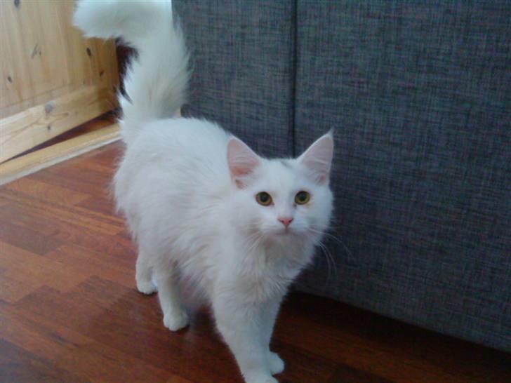 Blanding af racer Scare billede 1