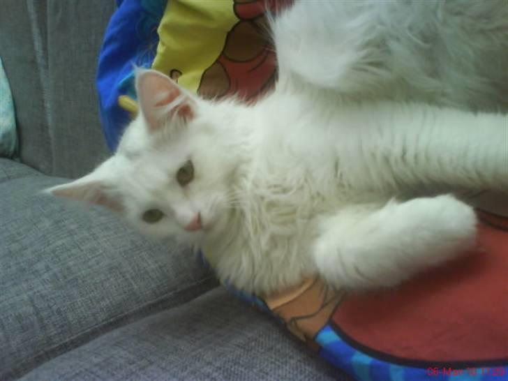 Blanding af racer Scare billede 3