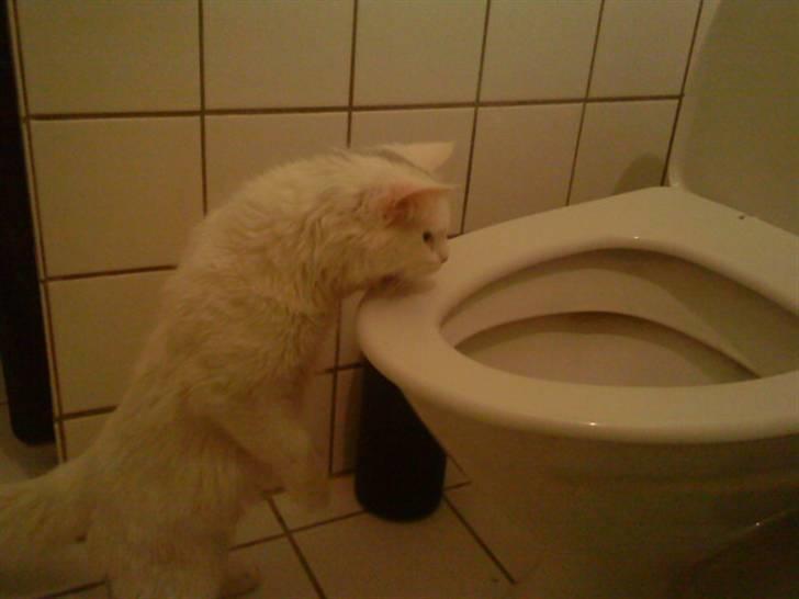 Blanding af racer Scare - Hmm, hvad er det? billede 5