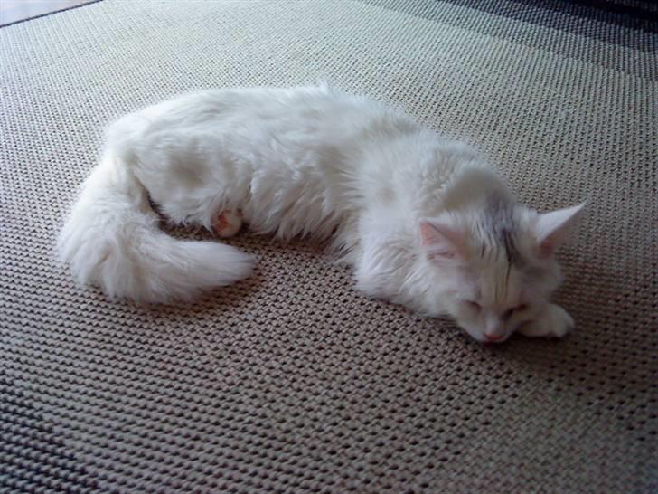 Blanding af racer Scare billede 6